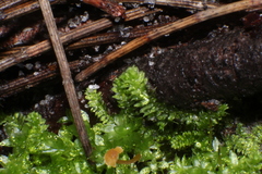 Racopilum cuspidigerum