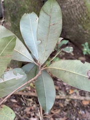 Englerophytum natalense