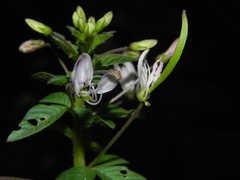 Cleome rutidosperma