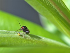 Deraeocoris schach