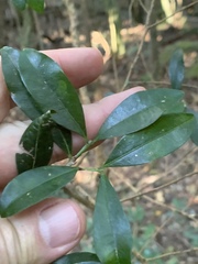 Erythroxylum emarginatum