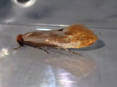 Tinea semifulvella