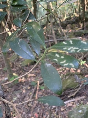 Erythroxylum emarginatum