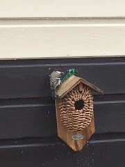 Parus major