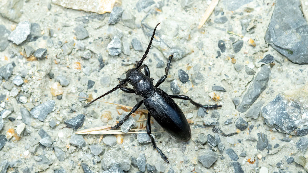 Dorcadion aethiops from Eisenstadt-Umgebung District, Austria on June ...