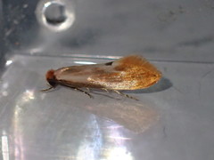 Tinea semifulvella