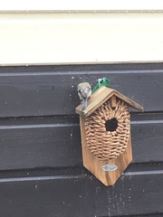 Parus major