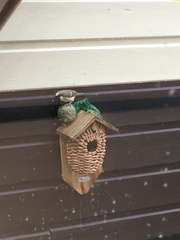 Parus major