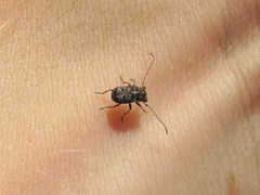 Exechesops foliatus
