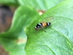 Callomyia venusta