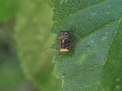 Exechesops foliatus