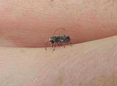 Exechesops foliatus