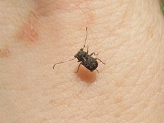 Exechesops foliatus