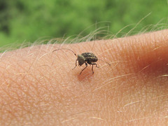 Exechesops foliatus