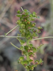 Acalypha
