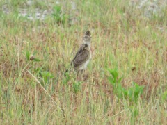 Alauda arvensis japonica