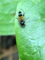 Callomyia venusta
