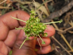 Acalypha