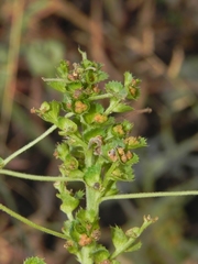 Acalypha