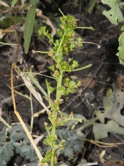Acalypha
