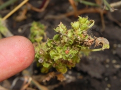 Acalypha
