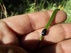 Canthophorus melanopterus