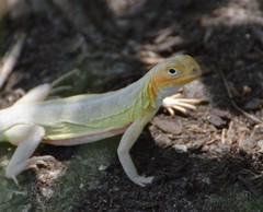 Holbrookia propinqua