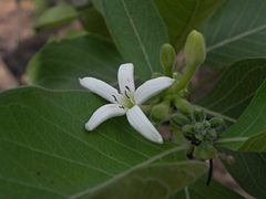 Morinda pubescens