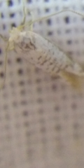 Argyresthia retinella