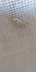 Argyresthia retinella