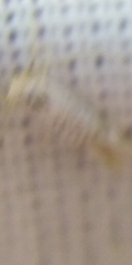 Argyresthia retinella