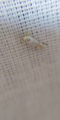 Argyresthia retinella