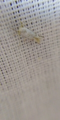 Argyresthia retinella