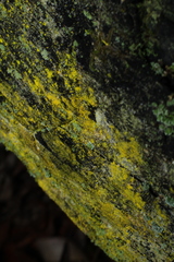 Candelariella antennaria
