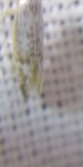 Argyresthia retinella