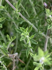 Satureja thymbra