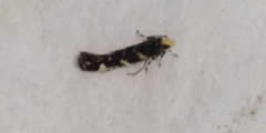 Eteobalea