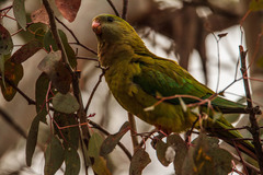 Superb Parrot photo 3