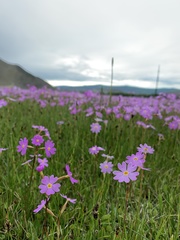 Primula nutans