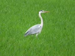 Ardea cinerea