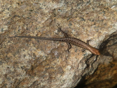 Lampropholis mirabilis