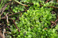 Lophocolea semiteres