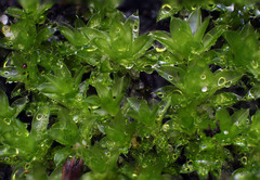 Bryum dichotomum