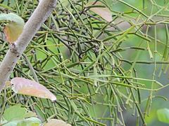 Viscum articulatum