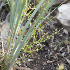 Lomandra multiflora dura
