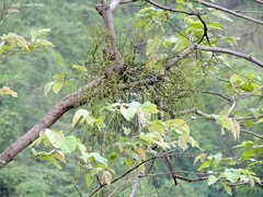 Viscum articulatum