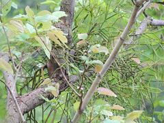 Viscum articulatum