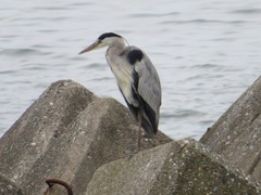 Ardea cinerea