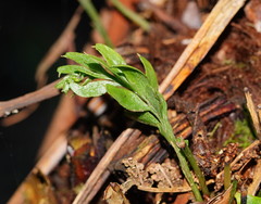 Tmesipteris obliqua