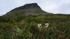 Pyrola rotundifolia norvegica